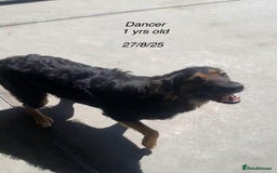 Mixed Breed dogs for adoption: Dancer, Approx 13 months, Available for adoption. - Image 10