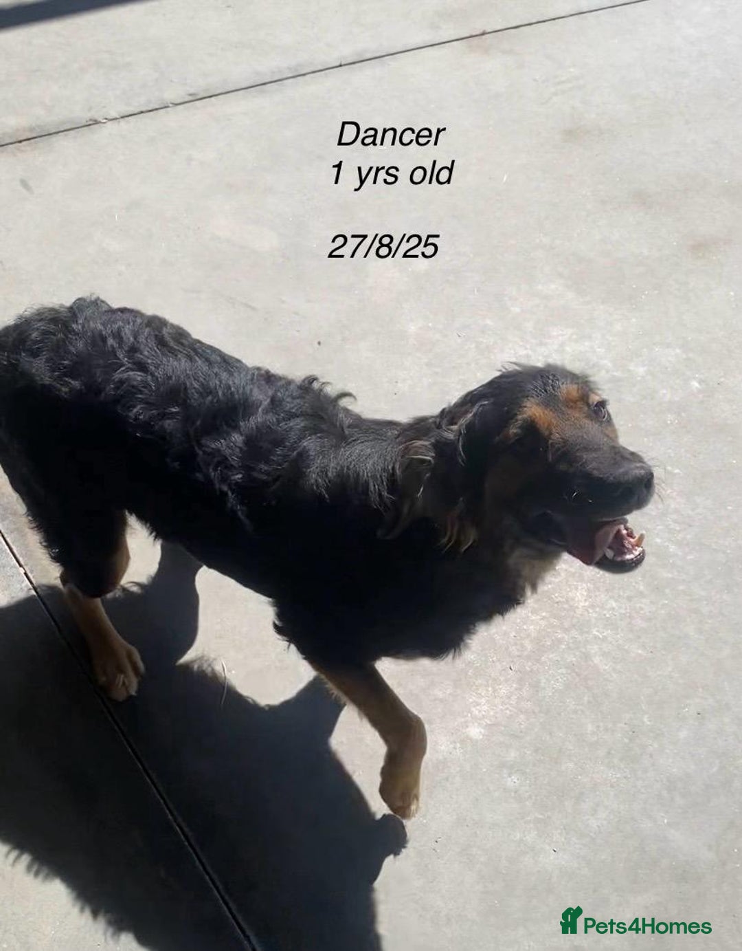 Mixed Breed dogs for adoption: Dancer, Approx 13 months, Available for adoption. - Image 10