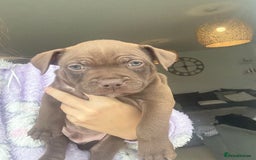 Staffordshire Bull Terrier dogs for sale: 🐾 Beautiful Staffordshire Puppies for Sale 🐾 - Image 8
