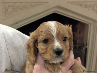 Cavapoo dogs Cavapoo - Advert 1