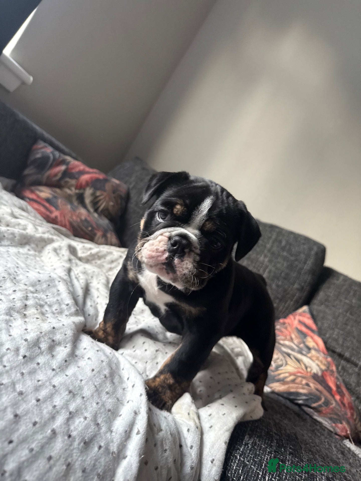 Olde English Bulldogge dogs LAST PUP OLD ENGLISH BULLDOG READY NOW - Advert 1