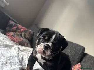 Olde English Bulldogge dogs LAST PUP OLD ENGLISH BULLDOG READY NOW - Advert 1
