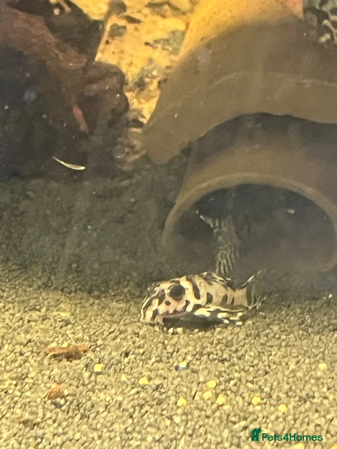 Plecos fish for sale: L236sw Pleco. 1” £75 - Advert 7