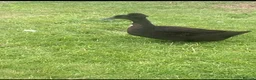 Ducks poultry for sale: Crested Cayuga females x 3  - Advert 7