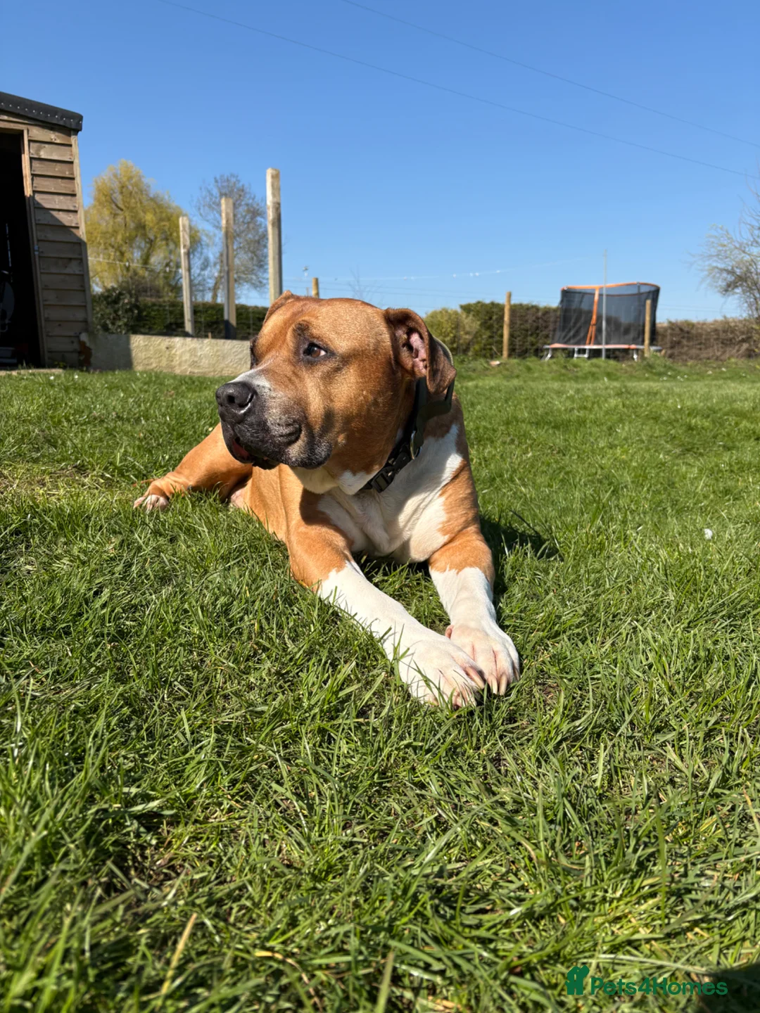 Mixed Breed dogs for sale: 10 year old Staffy  ** tiff  in Wimborne - Advert 2