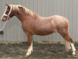 Welsh Section A horses Project gelding - Advert 2