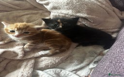 Domestic Shorthair cats for sale: Ginger kitten  - Image 4