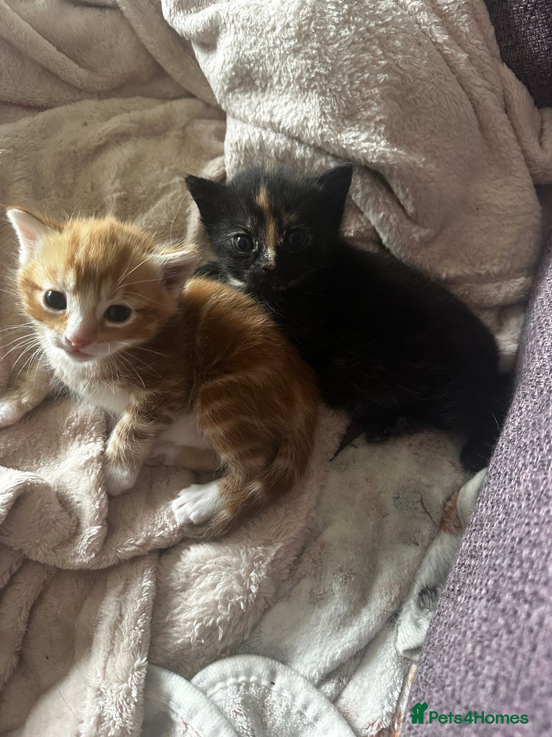 Domestic Shorthair cats for sale: Ginger kitten  - Image 4