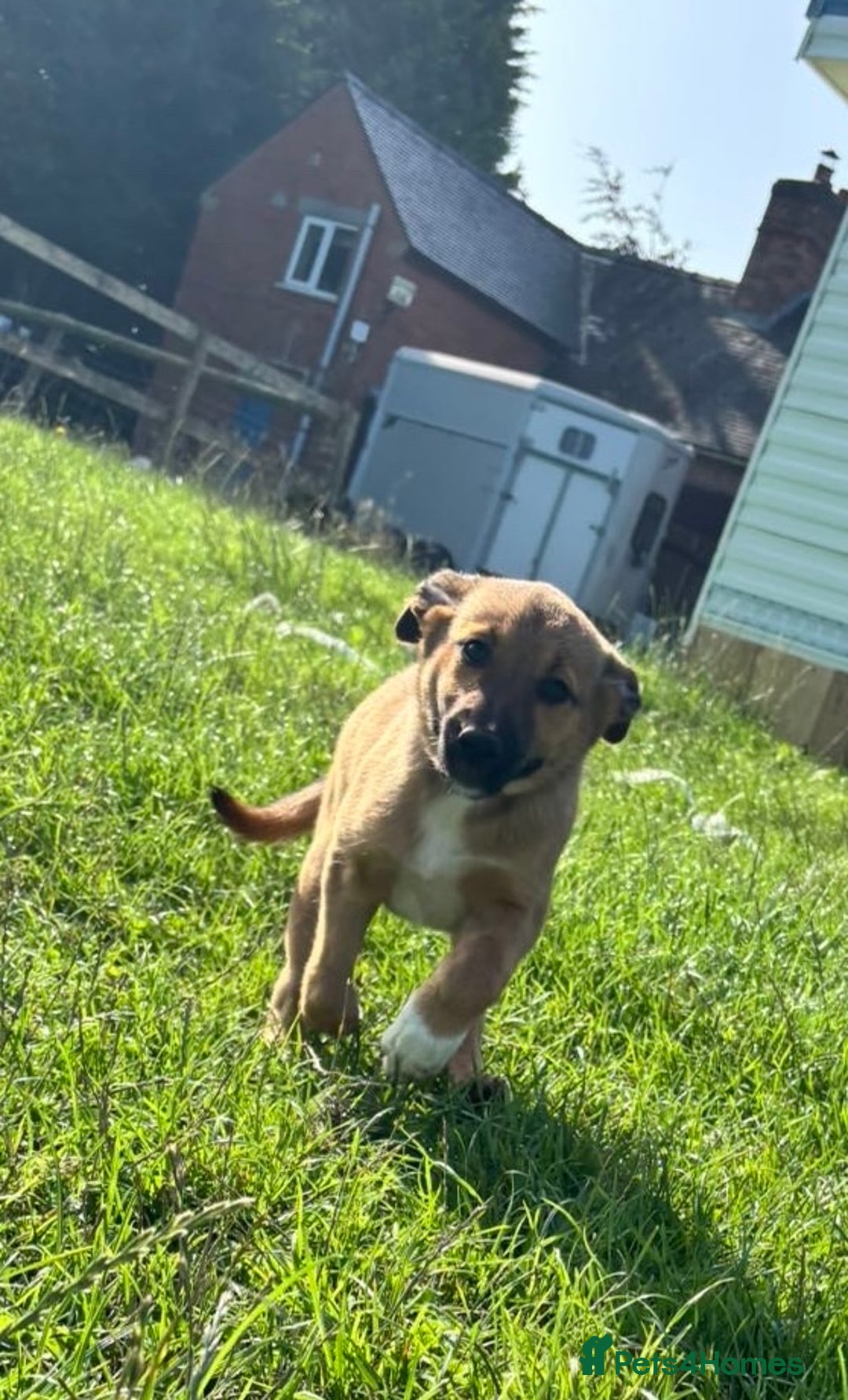 Mixed Breed dogs for sale: Border collie x Australia kelpie pups  - Image 2