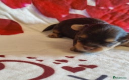 Yorkshire Terrier dogs for sale: Outstanding RARE Yorkshire terrier Chocolate - Image 6