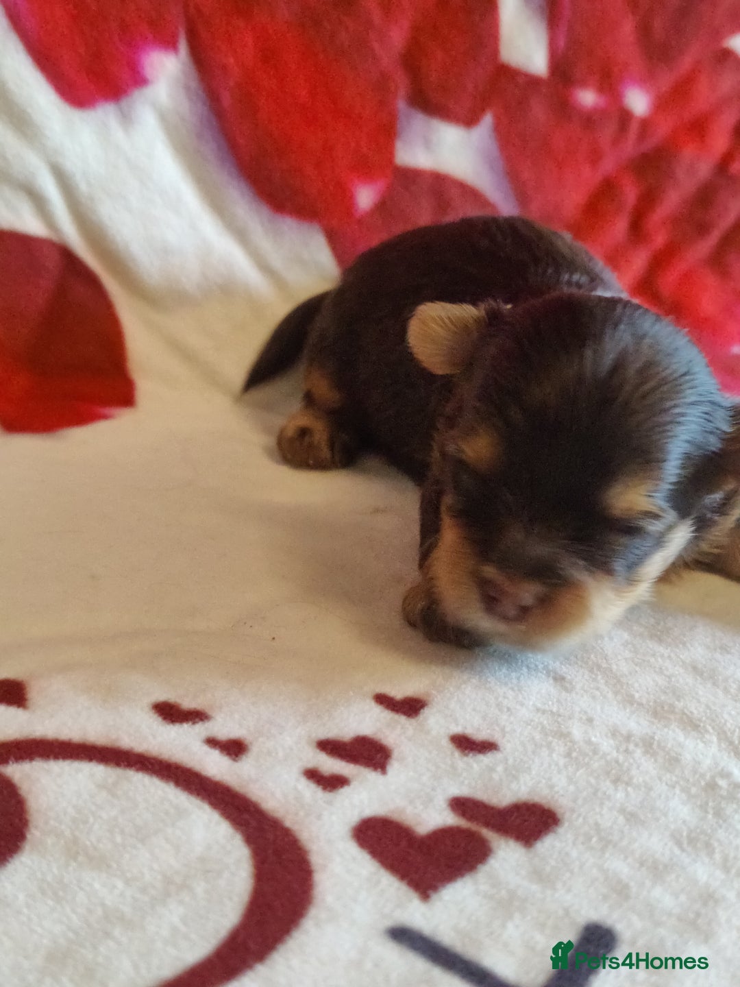 Yorkshire Terrier dogs for sale: Outstanding RARE Yorkshire terrier Chocolate - Image 6
