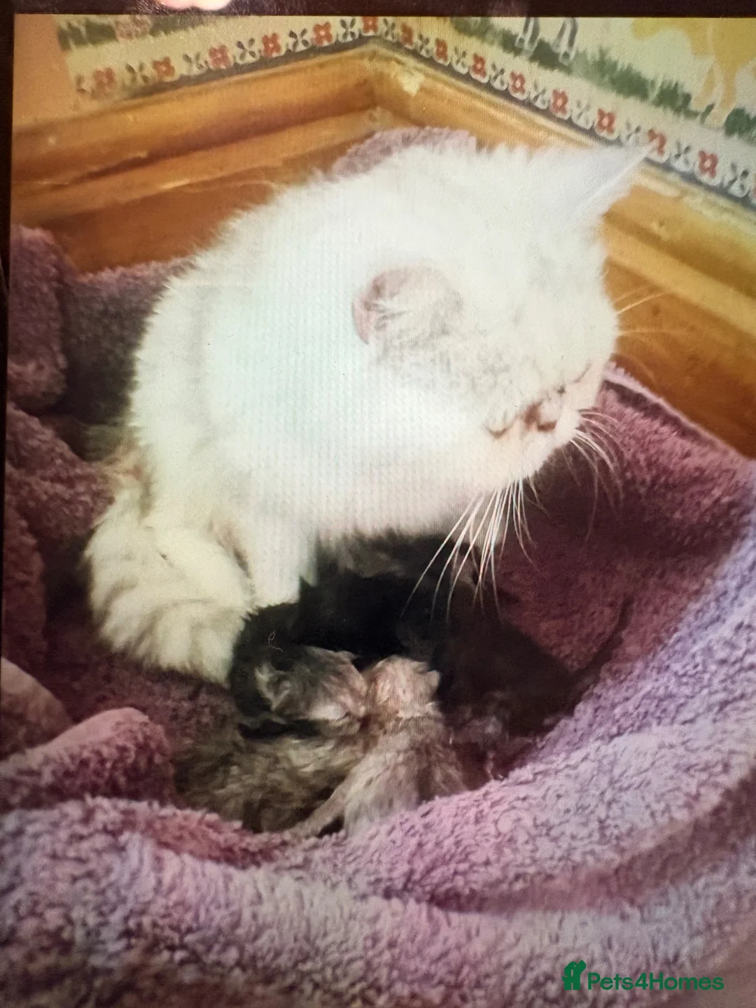 Exotic cats for sale: Exotic kittens Reduced  - Advert 1