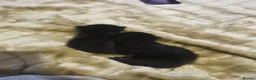 Mixed Breed cats for sale: Black adorable kittens in Brough - Advert 4