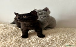 British Shorthair cats for sale: Ready to go pure breed British shorthair kittens - Image 4