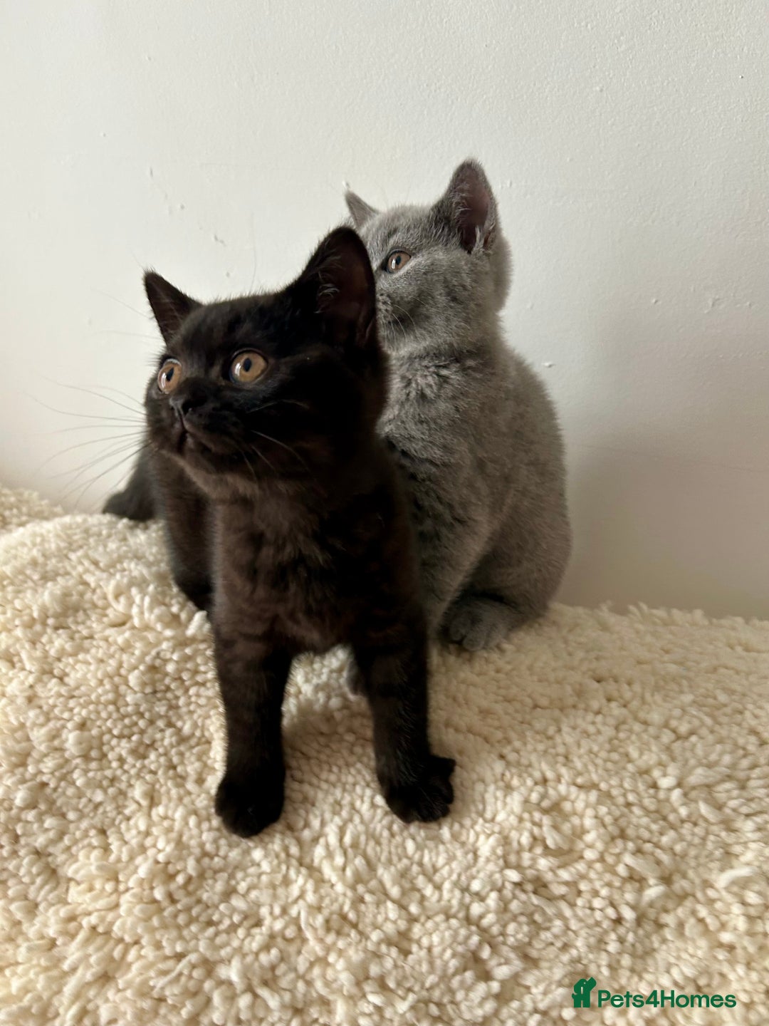 British Shorthair cats for sale: Ready to go pure breed British shorthair kittens - Image 4