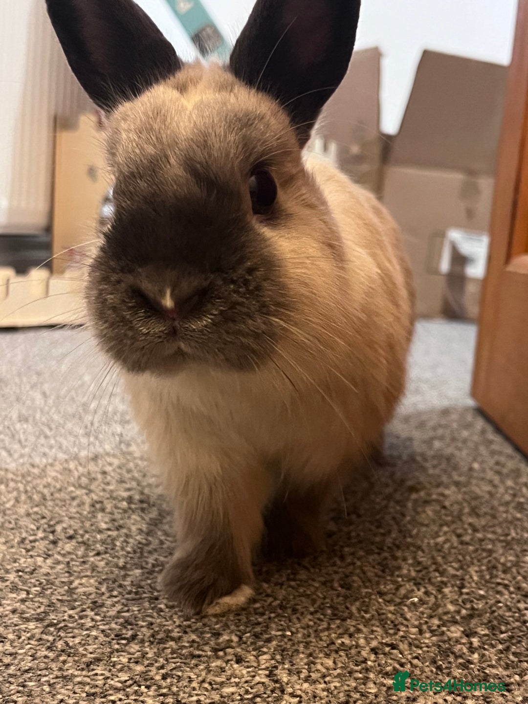 Netherland Dwarf rabbits for sale: Rehoming two beautiful rabbits - Advert 9