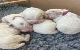 Clumber Spaniel dogs for sale: Pedigree KC Clumber Spaniel Puppies - Advert 4
