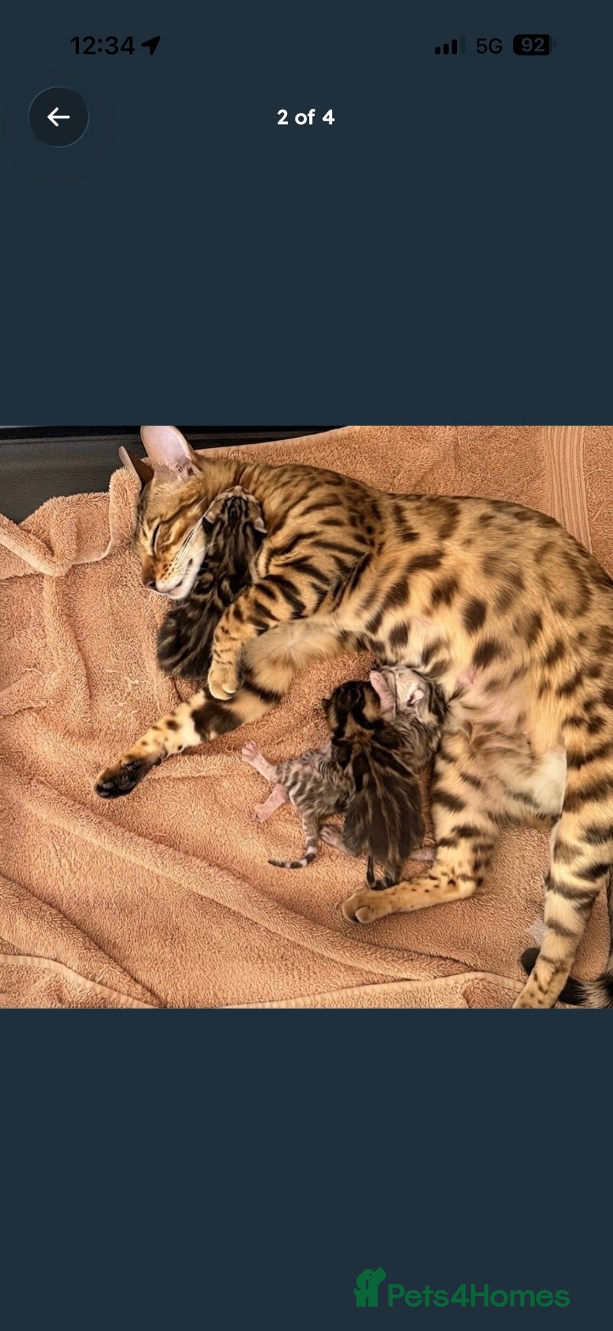 Bengal cats BENGAL KITTENS FOR SALE - Advert 4
