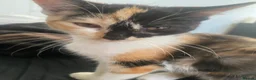 Mixed Breed cats for sale: (Ready Now) Mixed Breed Kittens in Northampton - Advert 2