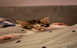 British Shorthair cats for sale: 8 week old kitten  - Image 2