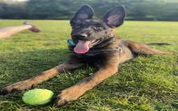 Mixed Breed dogs for sale: German shepherd cross Belgian malinios 8 months  - Image 2