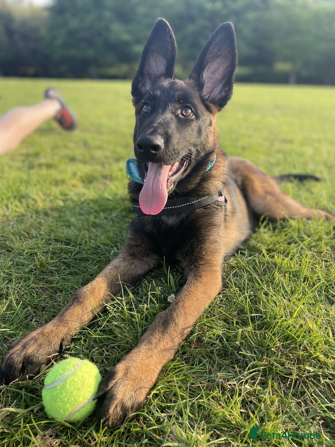 Mixed Breed dogs for sale: German shepherd cross Belgian malinios 8 months  - Image 2