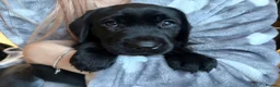Labrador Retriever dogs for sale: LABRADOR RETRIEVER–HEALTH TESTED, FULLY VACCINATED - Advert 10