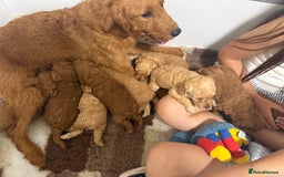 Labradoodle dogs for sale: Stunning miniature labradoodles  - Image 4