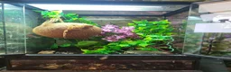 Gecko reptiles for sale: Friendly cresty and bioactive set up - Advert 3