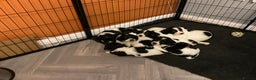 English Springer Spaniel dogs for sale: KC Registered English Springer Spaniels - Advert 2