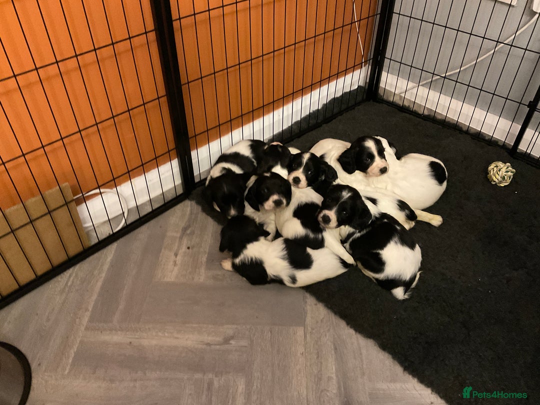 English Springer Spaniel dogs for sale: KC Registered English Springer Spaniels - Advert 2