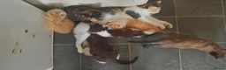 Mixed Breed cats for sale: 6 kittens, 4 boys /, 2 girls, playful, healthy  - Advert 1