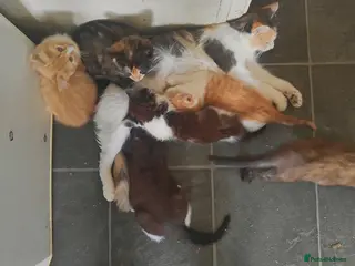 Mixed Breed cats 6 kittens, 4 boys /, 2 girls, playful, healthy - Advert 1