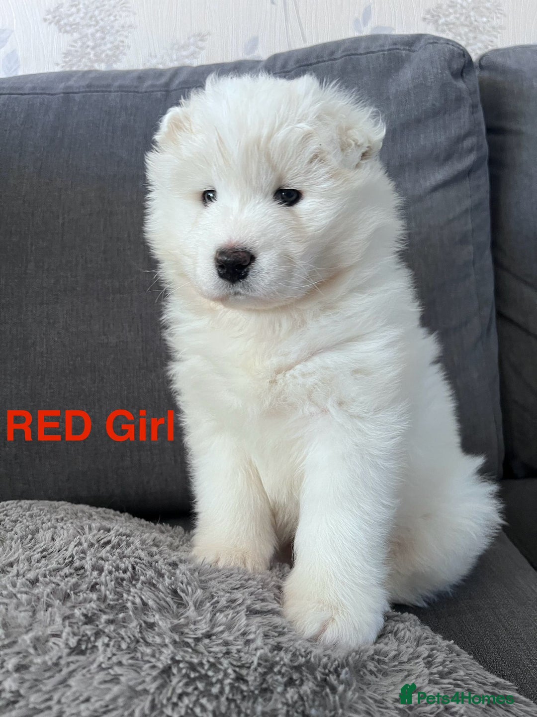 Samoyed dogs for sale: Samoyed puppies - gorgeous white bundle of joy! - Advert 9