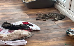 Bengal cats for sale: Bengal babies  - Image 19