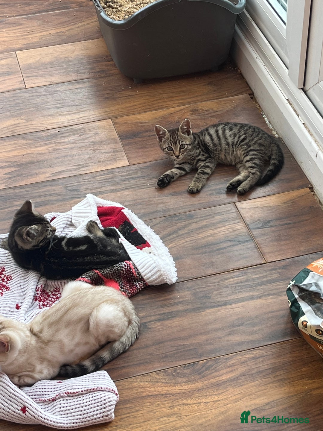 Bengal cats for sale: Bengal babies  - Image 19