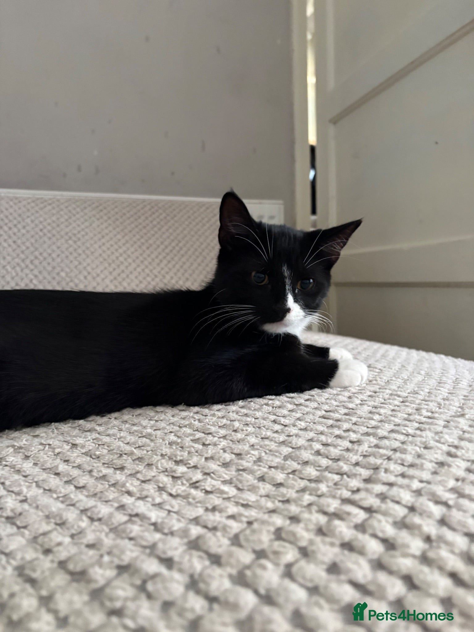 Mixed Breed cats Tuxedo kittens  - Advert 6