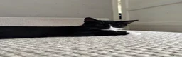 Mixed Breed cats for sale: Tuxedo kittens  - Advert 1