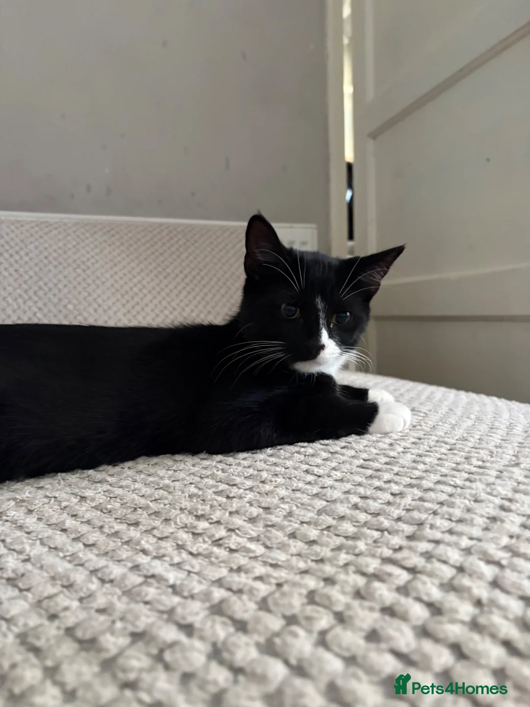 Mixed Breed cats for sale: Tuxedo kittens  - Advert 1