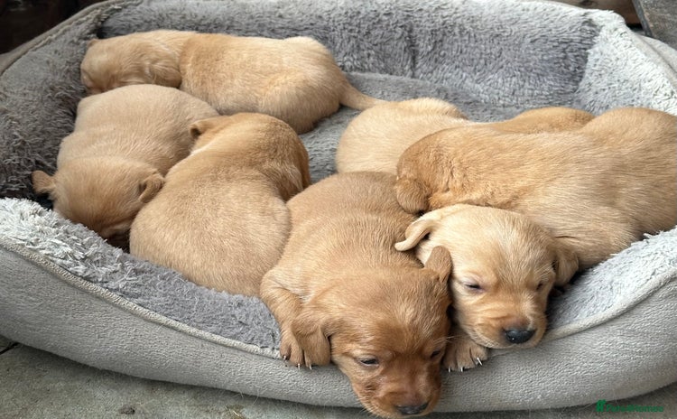 Labrador Retriever dogs - Advert 14