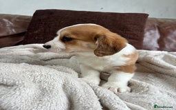 Welsh Corgi Pembroke dogs for sale: Corgi puppies, 2 brothers.  - Advert 8