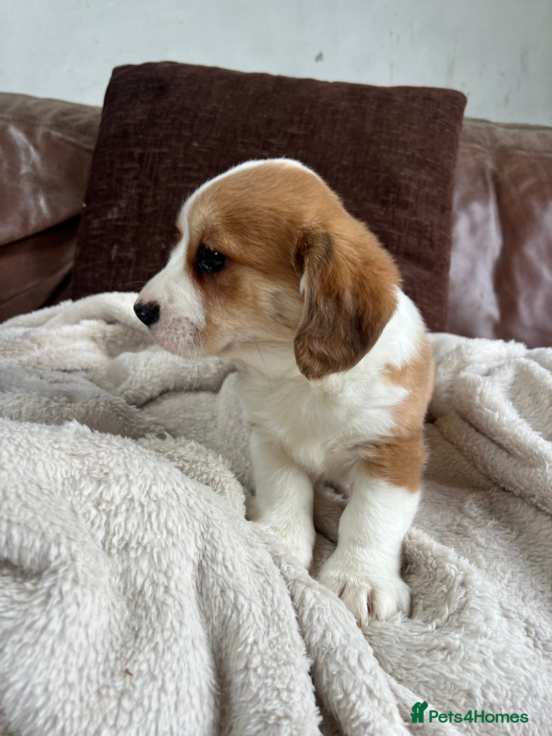 Welsh Corgi Pembroke dogs for sale: Corgi puppies, 2 brothers.  - Advert 8