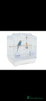 Budgerigars birds - Advert 16