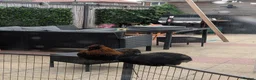 Chickens poultry for sale: Black Silkie chicken  - Advert 13