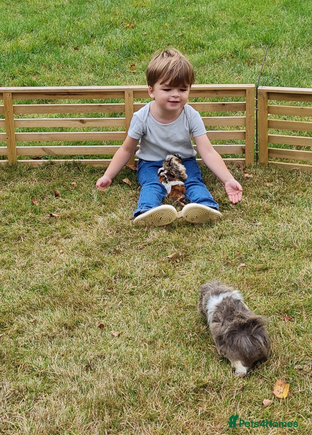 Guinea Pig rodents for sale: Baby guinea pigs for sale - Advert 17