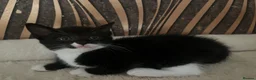 Mixed Breed cats for sale: Mixed breed/ Norwegian Forest Cat - Advert 8