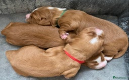 Labrador Retriever dogs for sale: 3 VERY DARK RED W/COCKER SPANIEL BOYS AVAILABLE  - Image 10