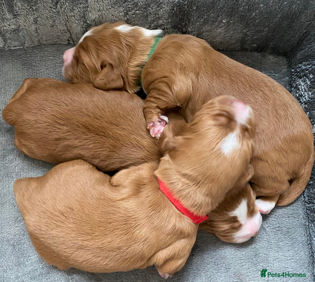 Labrador Retriever dogs for sale: 3 VERY DARK RED W/COCKER SPANIEL BOYS AVAILABLE  - Image 10