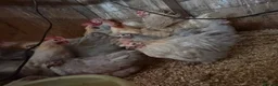 Chickens poultry for sale: Isabella porcelain pekin chickens  - Advert 9