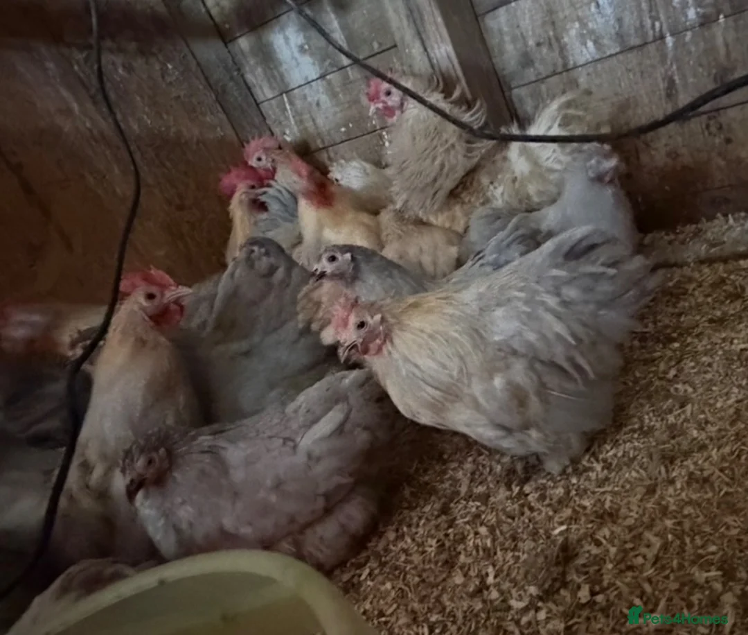 Chickens poultry for sale: Isabella porcelain pekin chickens  - Advert 9